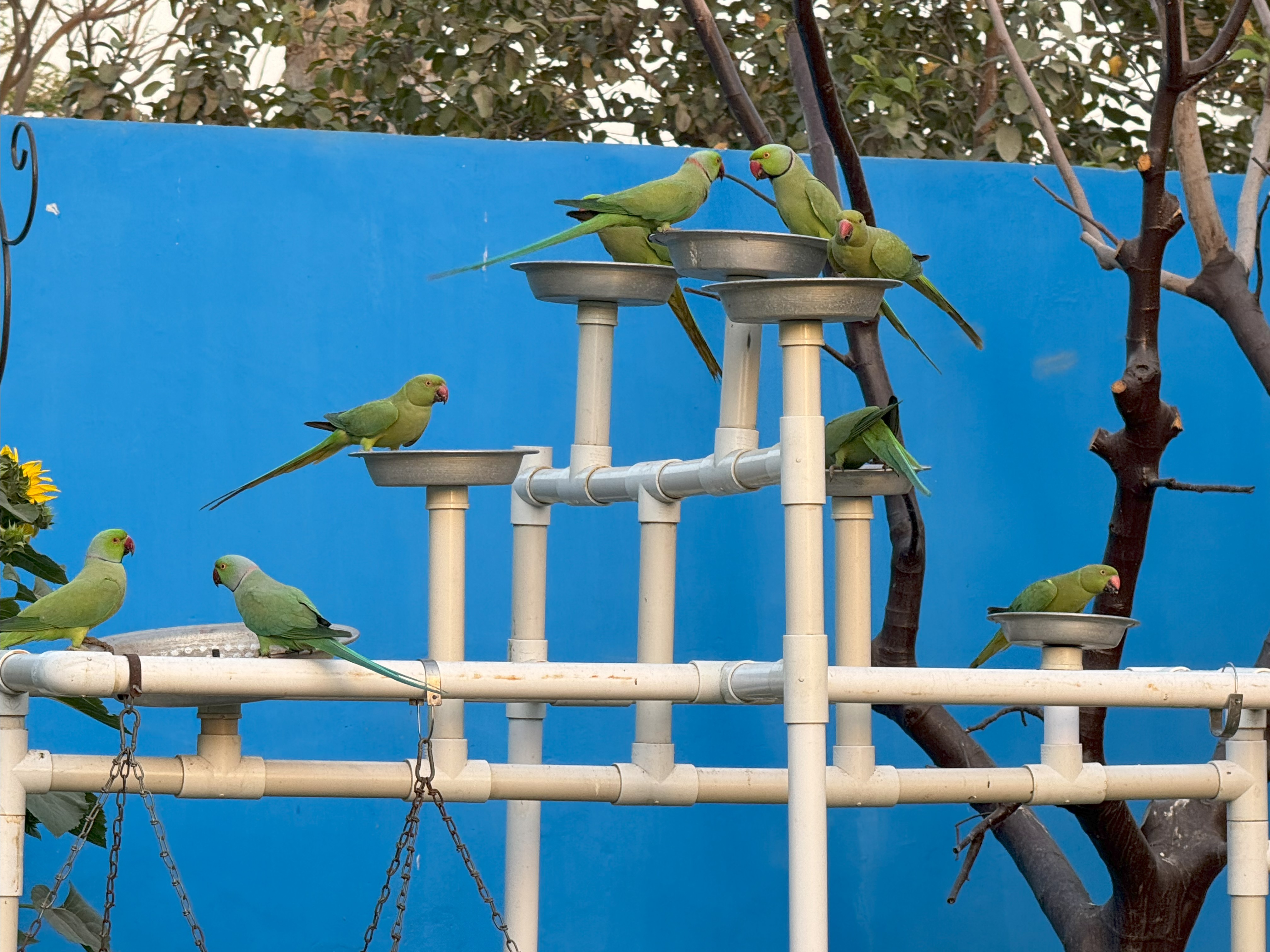 Bird bath